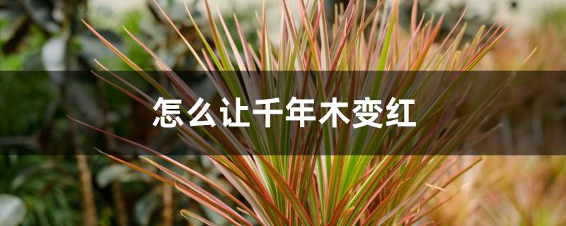 怎么让千年木变红