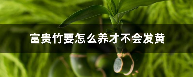 富贵竹要怎么养才不会发黄