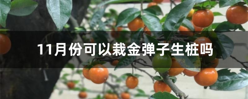 11月份可以栽金弹子生桩吗