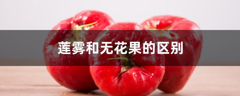 莲雾和无花果的区别