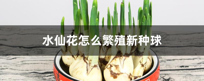 水仙花怎么繁殖新种球