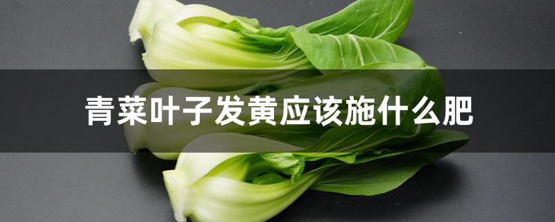 青菜叶子发黄应该施什么肥