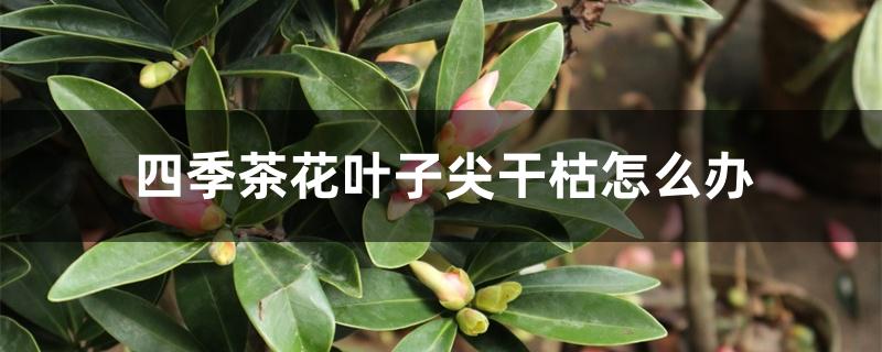 四季茶花叶子尖干枯怎么办