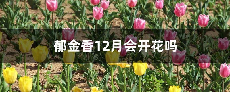 郁金香12月会开花吗