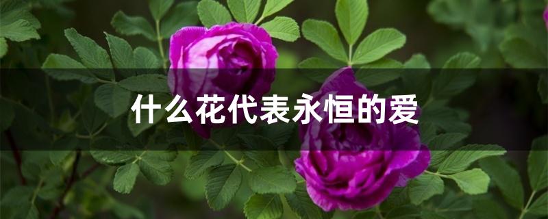 什么花代表永恒的爱