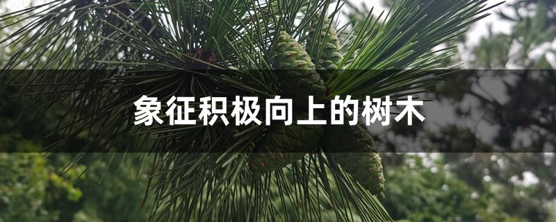 象征积极向上的树木