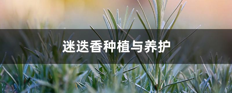 迷迭香种植与养护