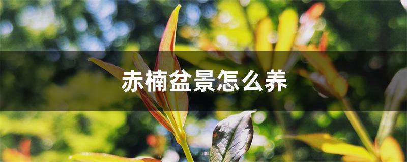 赤楠盆景怎么养