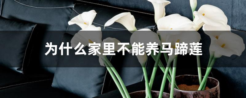 为什么家里不能养马蹄莲