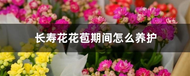 长寿花花苞期间怎么养护