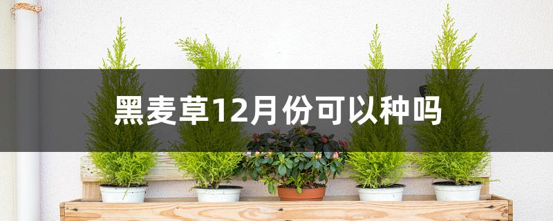 黑麦草12月份可以种吗