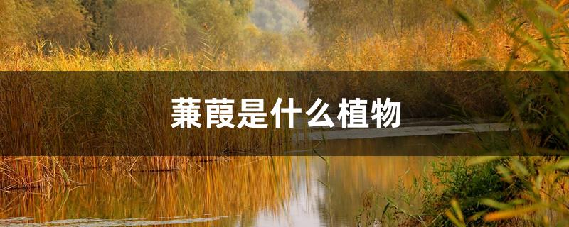 蒹葭是什么植物 蒹葭是什么植物
