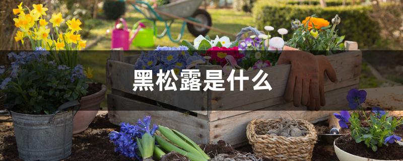 黑松露是什么