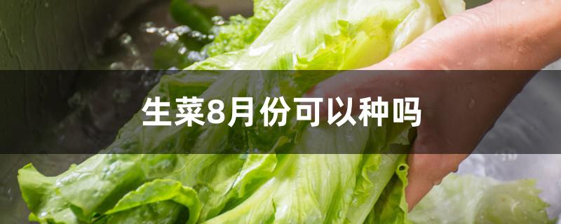 生菜8月份可以种吗