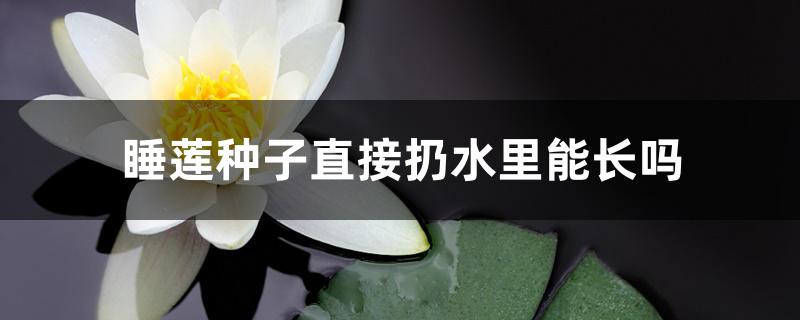 睡莲种子直接扔水里能长吗
