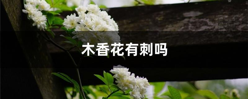 木香花有刺吗