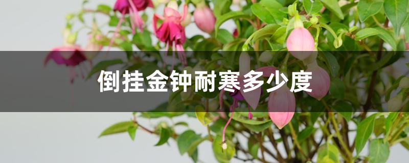 倒挂金钟耐寒多少度 倒挂金钟耐寒多少度