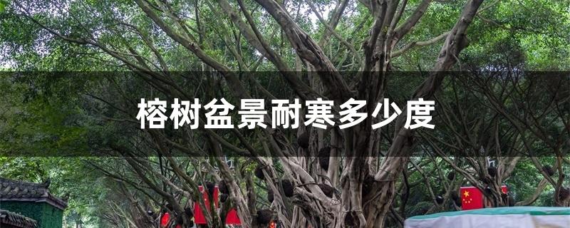 榕树盆景耐寒多少度