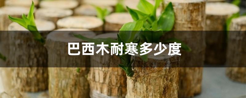 巴西木耐寒多少度 巴西木耐寒多少度