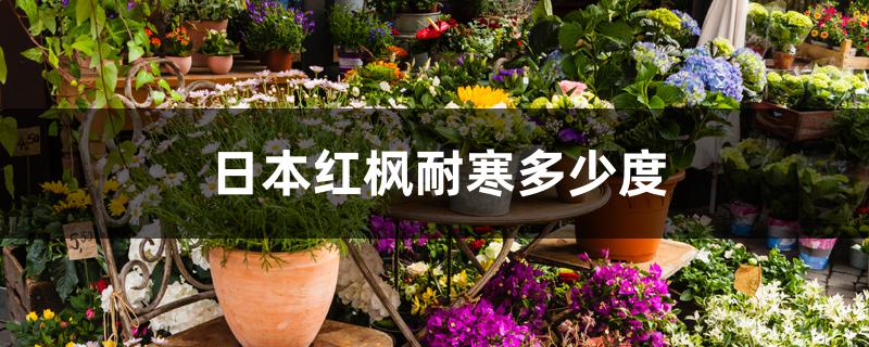 日本红枫耐寒多少度