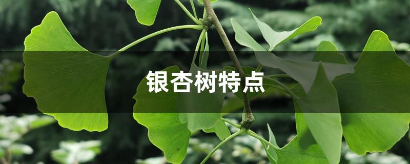 银杏树特点