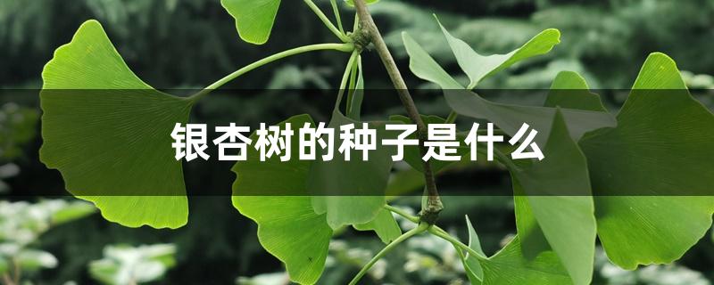 银杏树的种子是什么