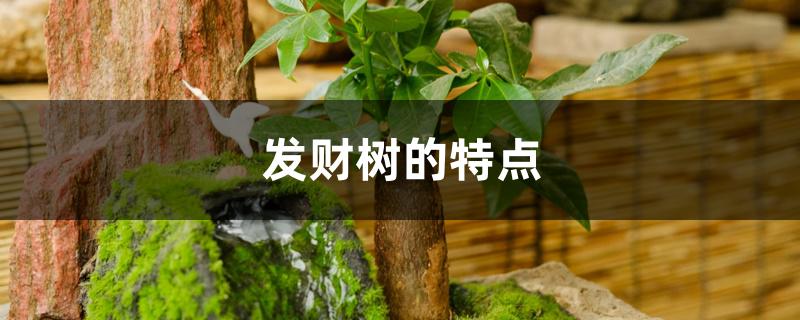发财树的特点