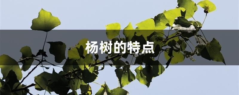 杨树的特点