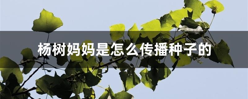 杨树妈妈是怎么传播种子的