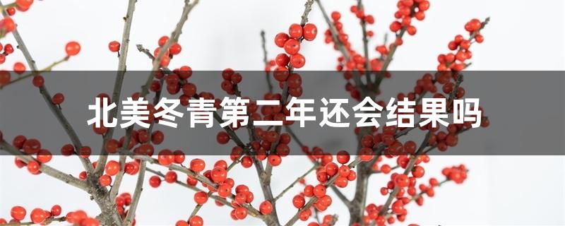 北美冬青第二年还会结果吗