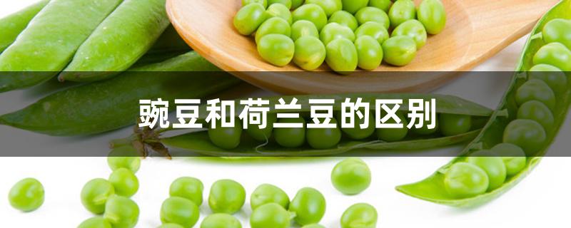 豌豆和荷兰豆的区别