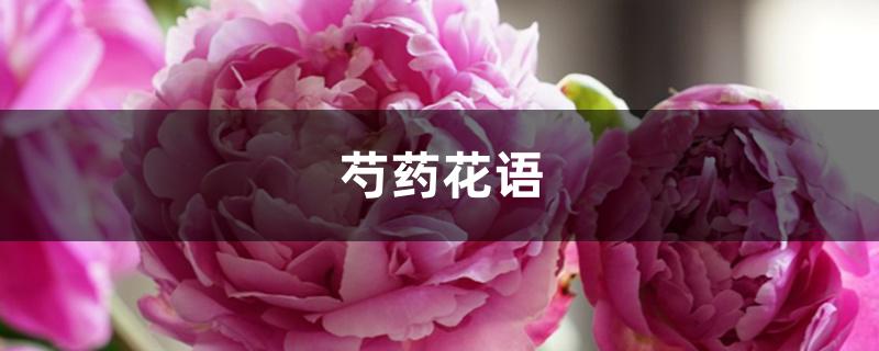 芍药花语