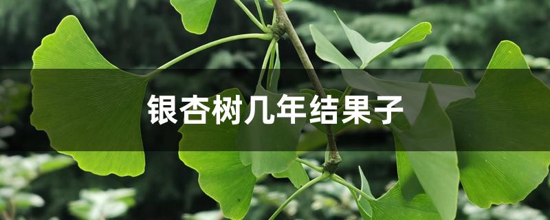 银杏树几年结果子