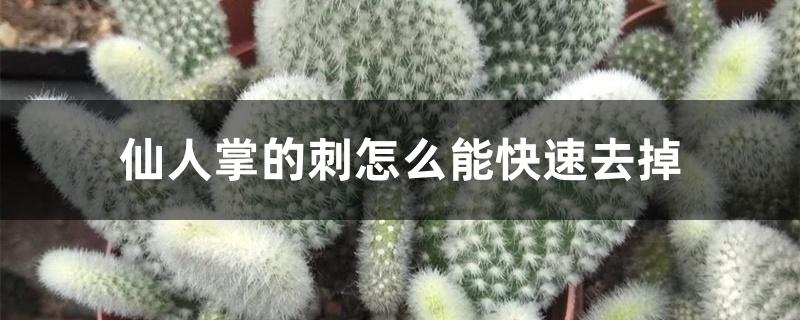 仙人掌的刺怎么能快速去掉 仙人掌的刺怎么能快速去掉