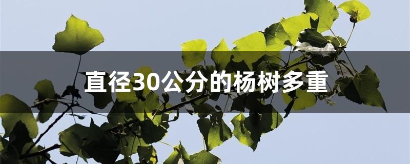 直径30公分的杨树多重