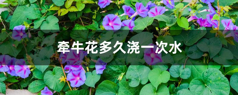 牵牛花多久浇一次水