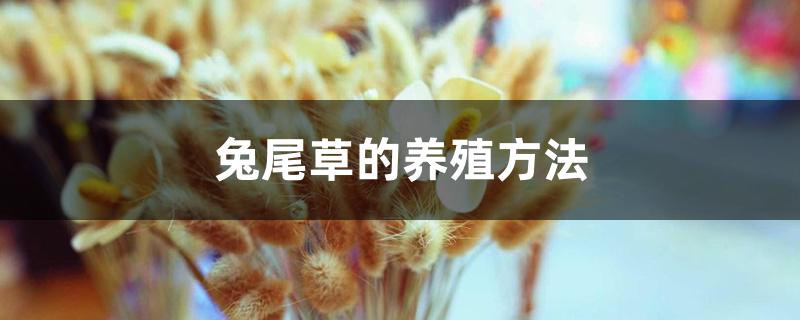 兔尾草的养殖方法 兔尾草的养殖方法
