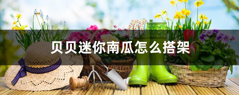 贝贝迷你南瓜怎么搭架 贝贝迷你南瓜怎么搭架