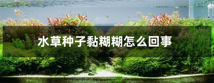 水草种子黏糊糊怎么回事