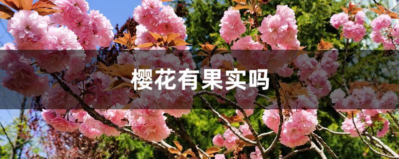 樱花有果实吗