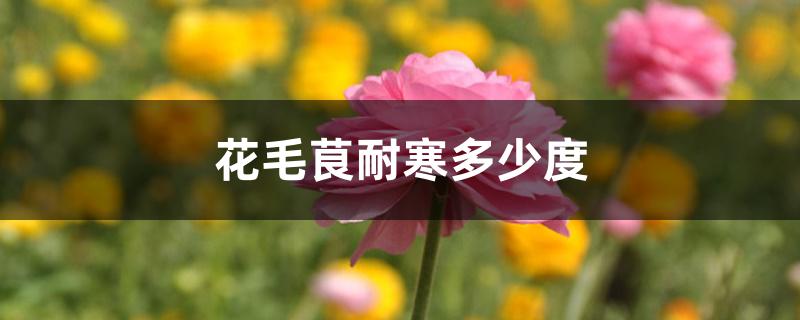 花毛茛耐寒多少度