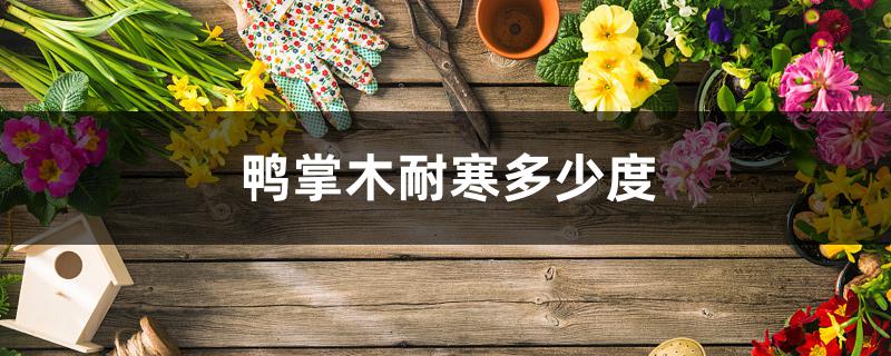鸭掌木耐寒多少度 鸭掌木耐寒多少度