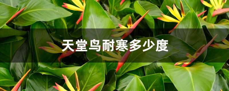 天堂鸟耐寒多少度 天堂鸟耐寒多少度