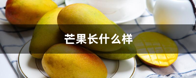 芒果长什么样