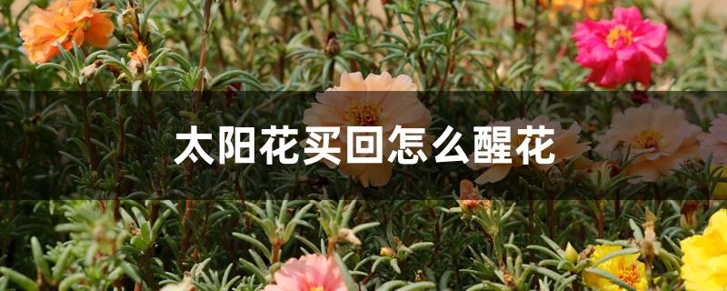 太阳花买回怎么醒花