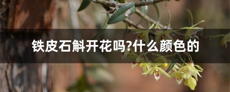 铁皮石斛开花吗?什么颜色的