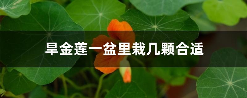 旱金莲一盆里栽几颗合适