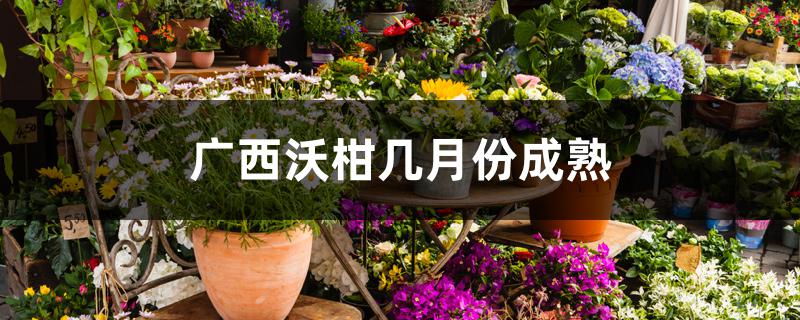广西沃柑几月份成熟 广西沃柑几月份成熟