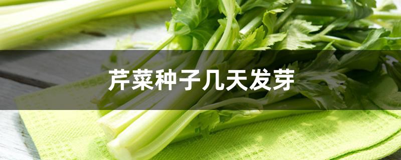 芹菜种子几天发芽