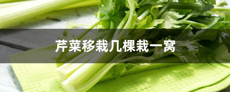 芹菜移栽几棵栽一窝